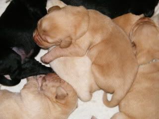 Puppies