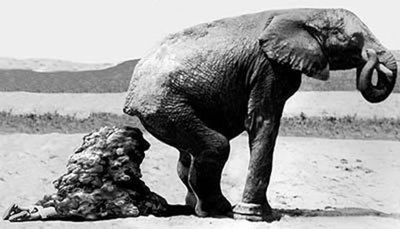 elephant20shit.jpg