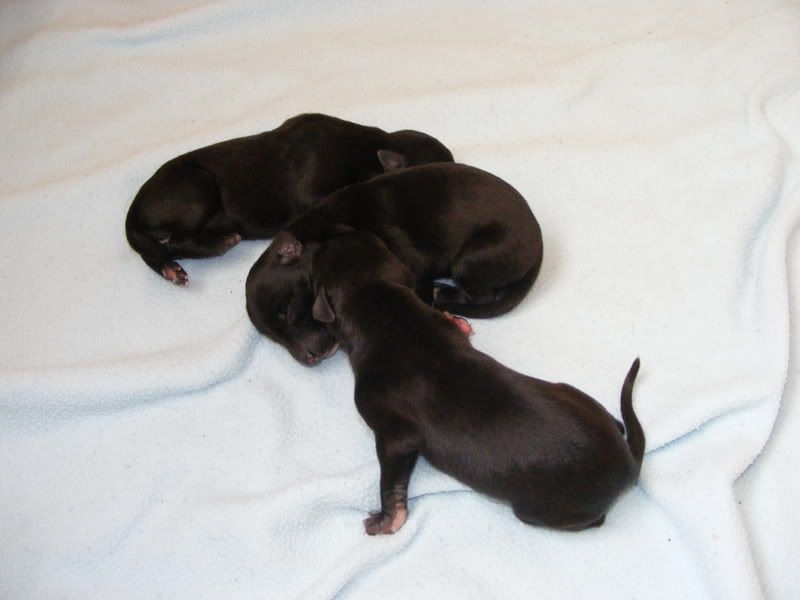 2008_0224pups0035.jpg