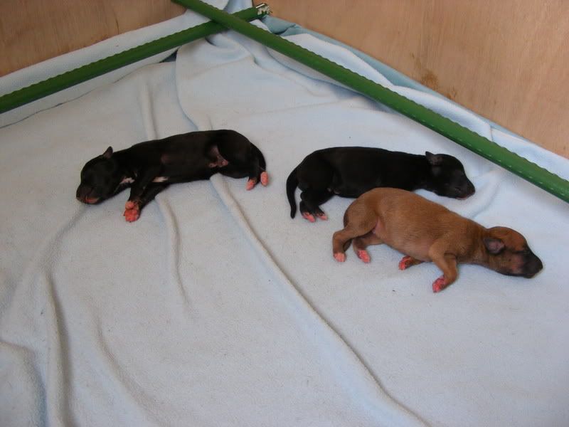 2008_0224pups0036.jpg