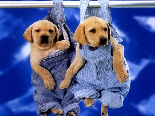 perritos.jpg Pictures, Images and Photos