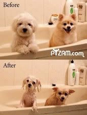 Wet puppies Pictures, Images and Photos