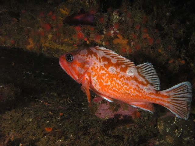 OrangeRockfish.jpg