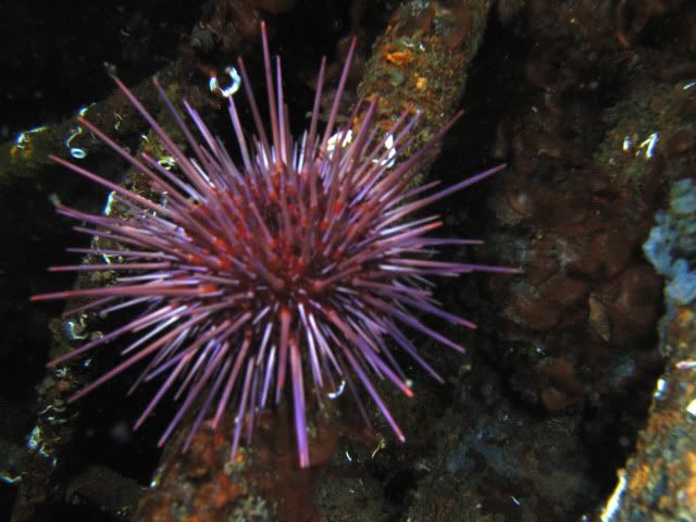 Urchin.jpg