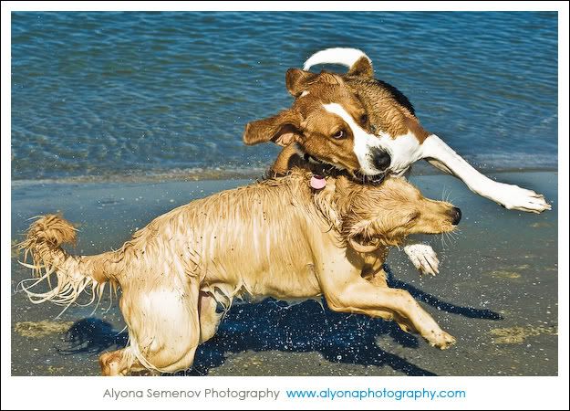 dogs playing at the beach Pictures, Images and Photos