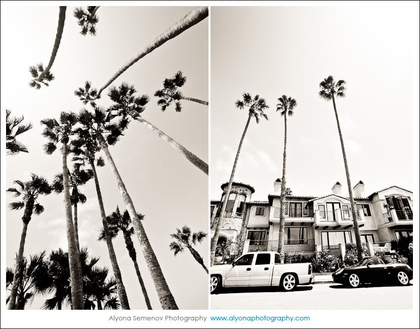 california beaches palm trees. Love the super tall palm trees