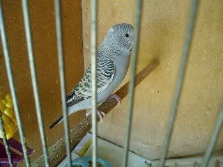 Bruces1-10-070172.jpg