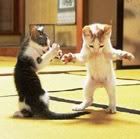 avatar_dancingkittens.jpg