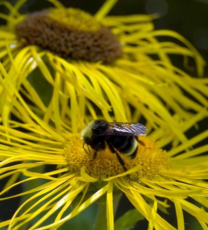Bumblebee Pictures, Images and Photos