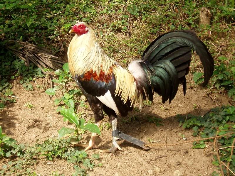 Ang+Manok+Kong+Bulik Ang Manok Kong Bulik http://www.sabong.net.ph/forum/showthread.php?p ...