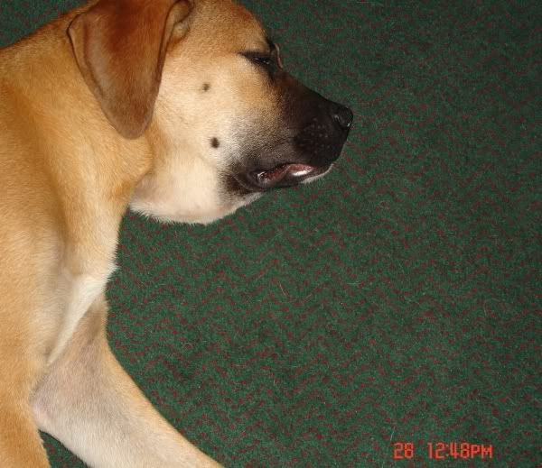 HELP ME copperhead/rattlesnakek bite on dog