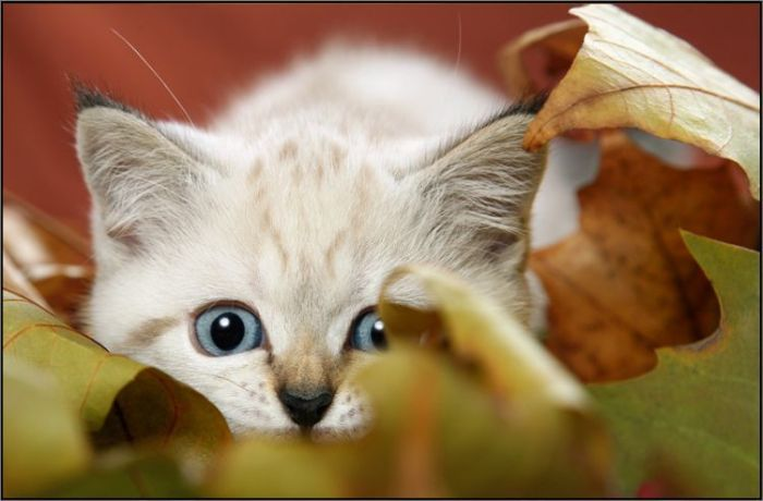 kitten and leaves photo: Kitty Leaves fallkitty.png