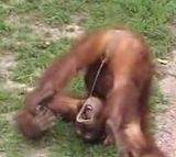 monkey1.jpg image by Tejun