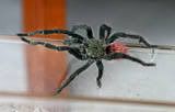 t. ockerti male