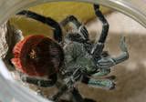 T. ockerti