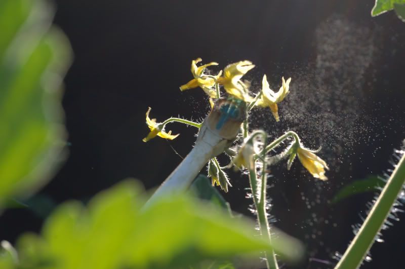 How to pollinate flowers in small greenhouse?