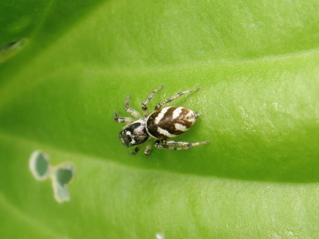 Pretty bugs :) - Countryside Families