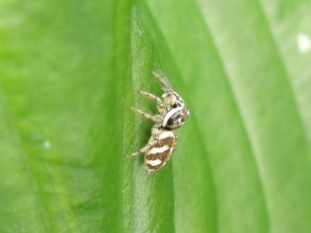 Pretty bugs :) - Countryside Families