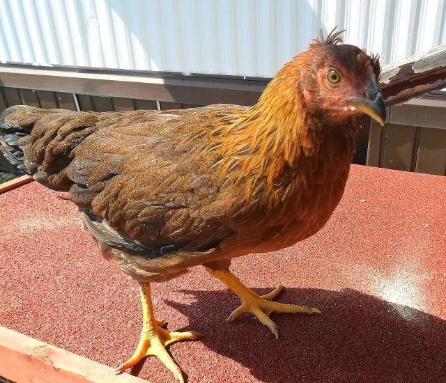 9 weeks along....seems hard to believe. - Countryside Families