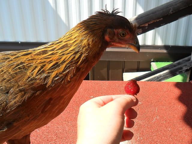 9 weeks along....seems hard to believe. - Countryside Families