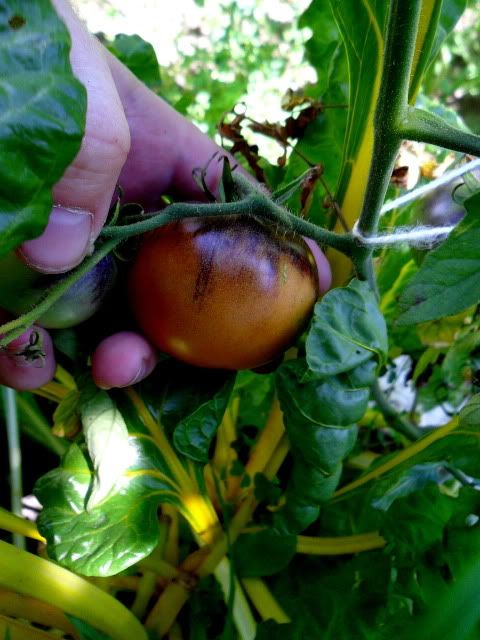 Is it ripe? - Gardening & Plant Propagation