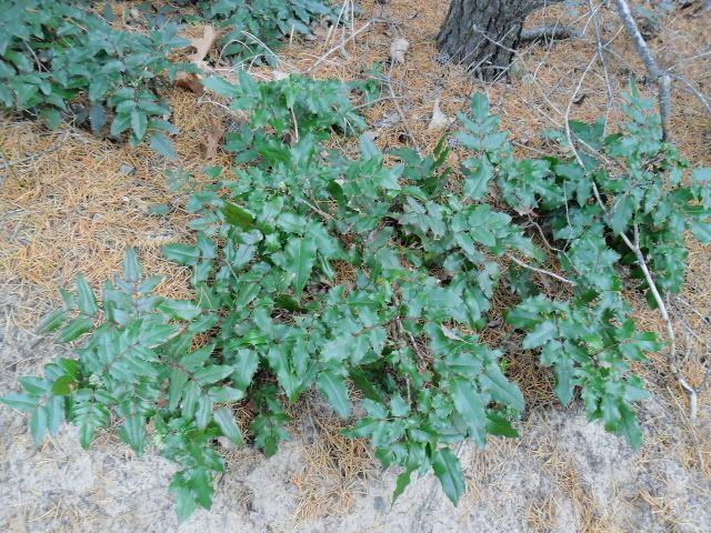 Help me identify this! :) - Plant and Tree Identification