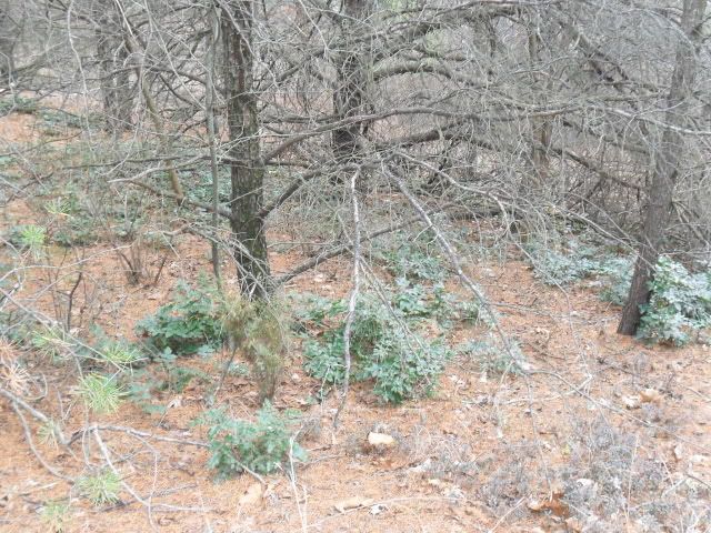 Help me identify this! :) - Plant and Tree Identification