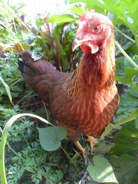 I'm starting to think it was too much... - Countryside Families