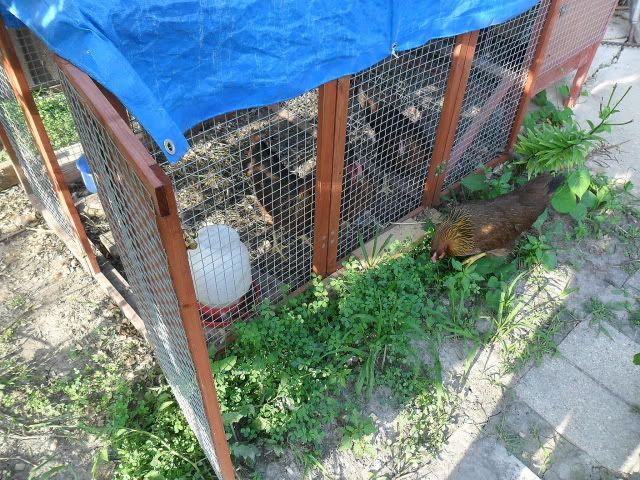 I'm starting to think it was too much... - Countryside Families