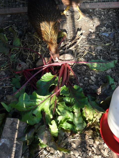 I'm starting to think it was too much... - Countryside Families