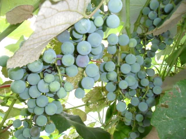 I'm starting to think it was too much... - Countryside Families