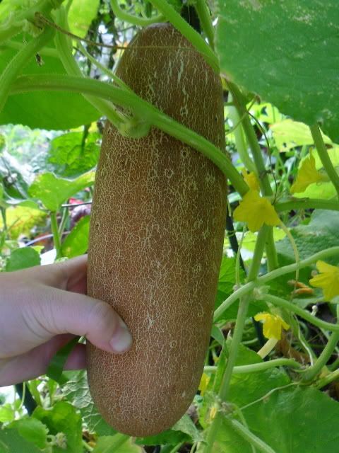 I'm starting to think it was too much... - Countryside Families