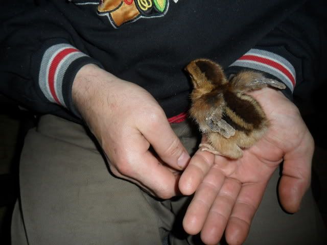 9 weeks along....seems hard to believe. - Countryside Families