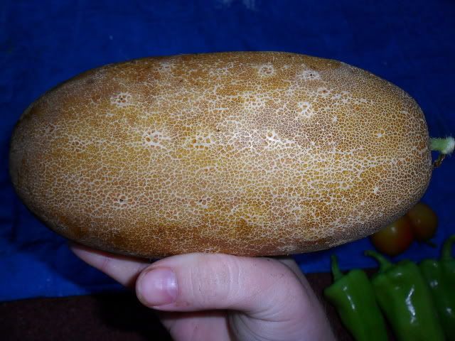 Sneaky Cucumbers. - Gardening & Plant Propagation