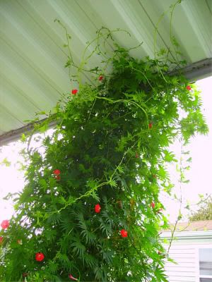 butterfly plant - Gardening & Plant Propagation