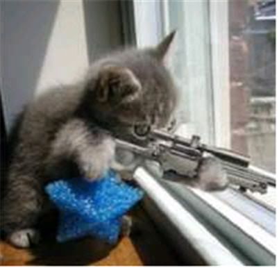 crazy-kitten-with-gun1.jpg