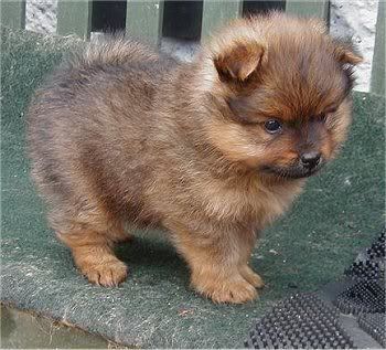 PomeranianPuppyMayaroseGeorgieBoy1.jpg image by loserkid8101