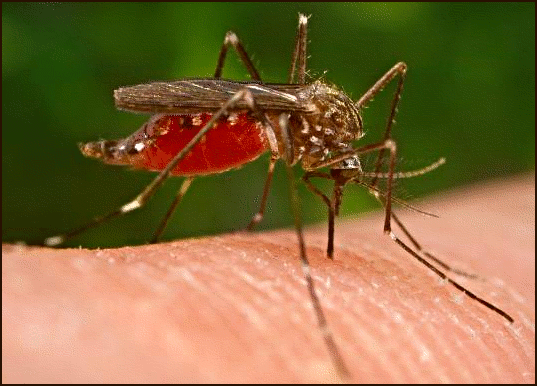 mosquito bite Pictures, Images and Photos