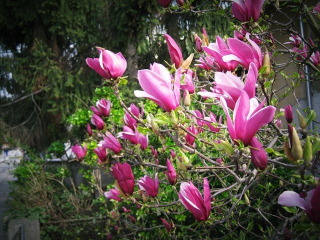  photo Magnolija1_zps688bf654.jpg