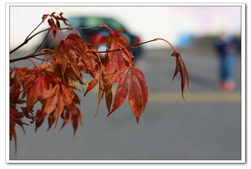 IMAGE: http://i50.photobucket.com/albums/f317/shingo43/IMG_0636.jpg