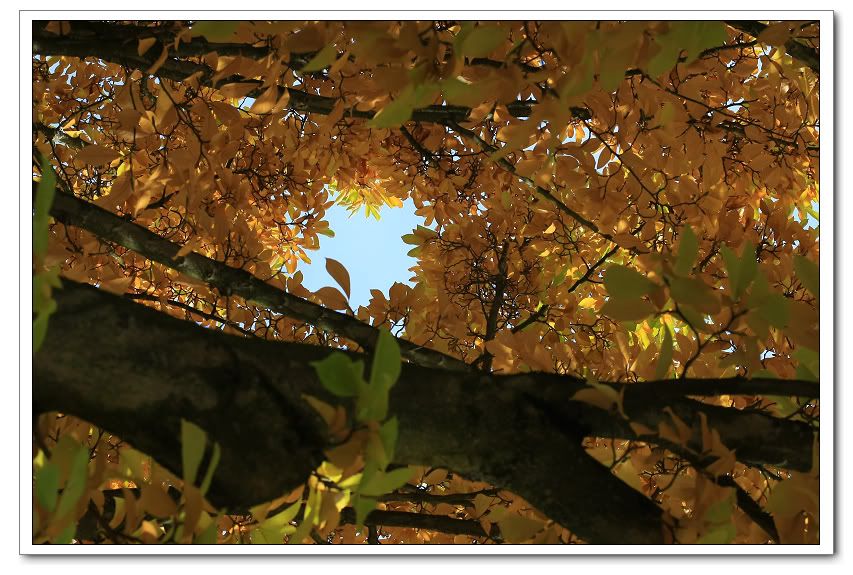 IMAGE: http://i50.photobucket.com/albums/f317/shingo43/IMG_0657.jpg