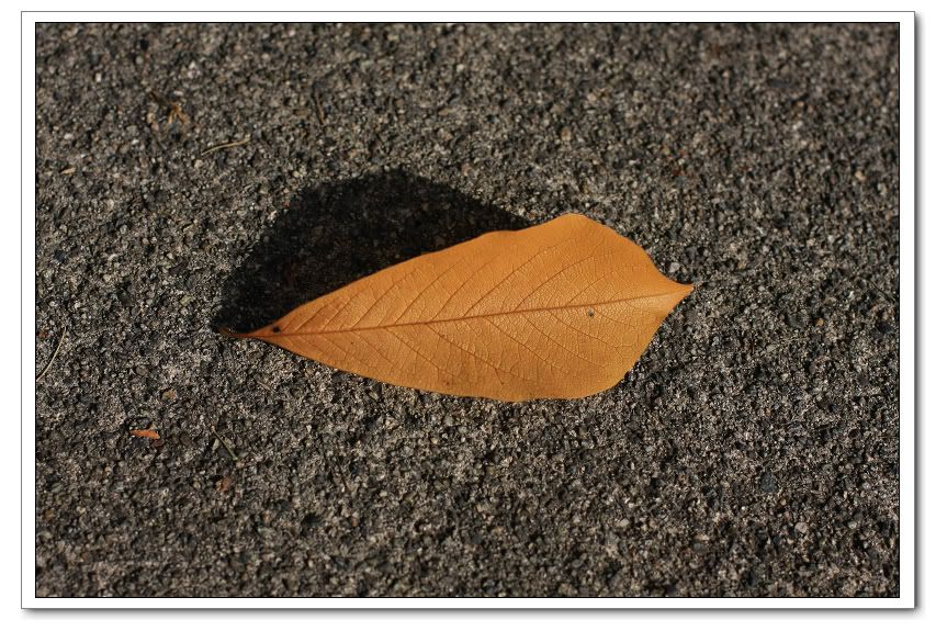 IMAGE: http://i50.photobucket.com/albums/f317/shingo43/IMG_0659.jpg