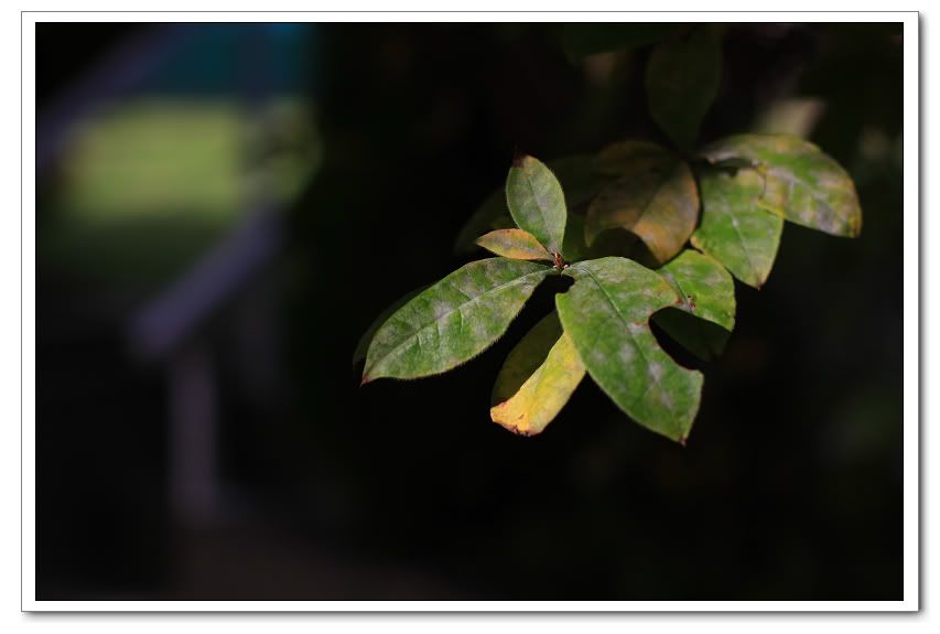 IMAGE: http://i50.photobucket.com/albums/f317/shingo43/IMG_0661.jpg