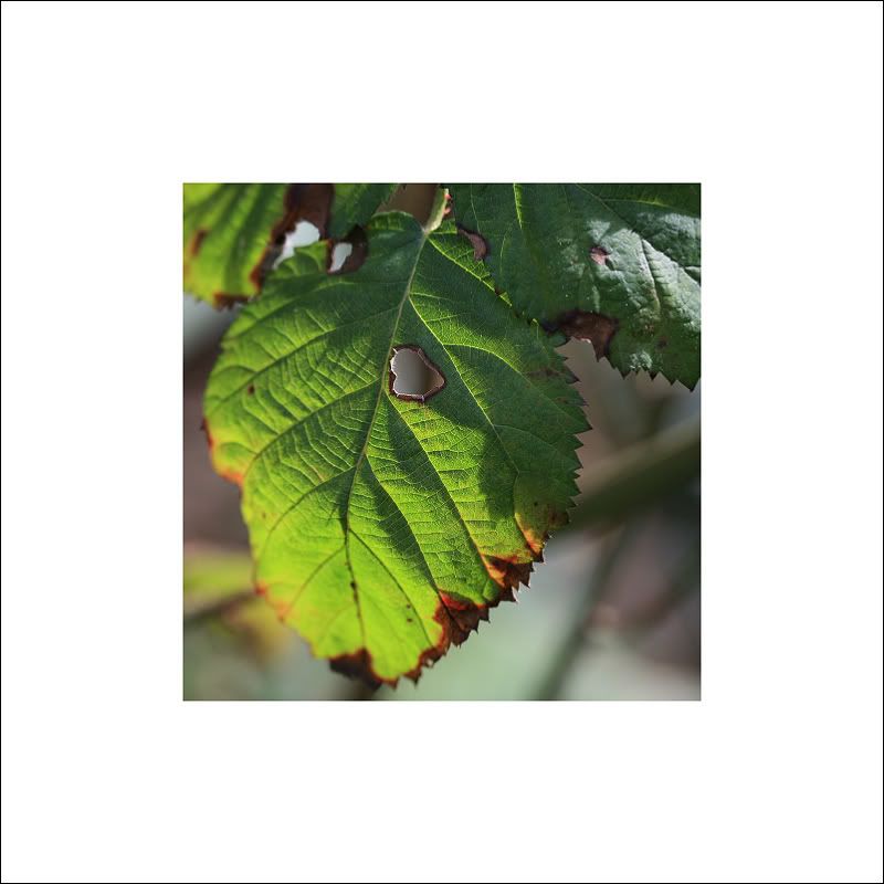 IMAGE: http://i50.photobucket.com/albums/f317/shingo43/macro021409/IMG_0781.jpg