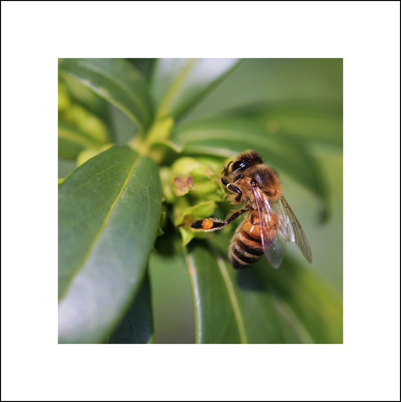 IMAGE: http://i50.photobucket.com/albums/f317/shingo43/macro021409/IMG_0798.jpg