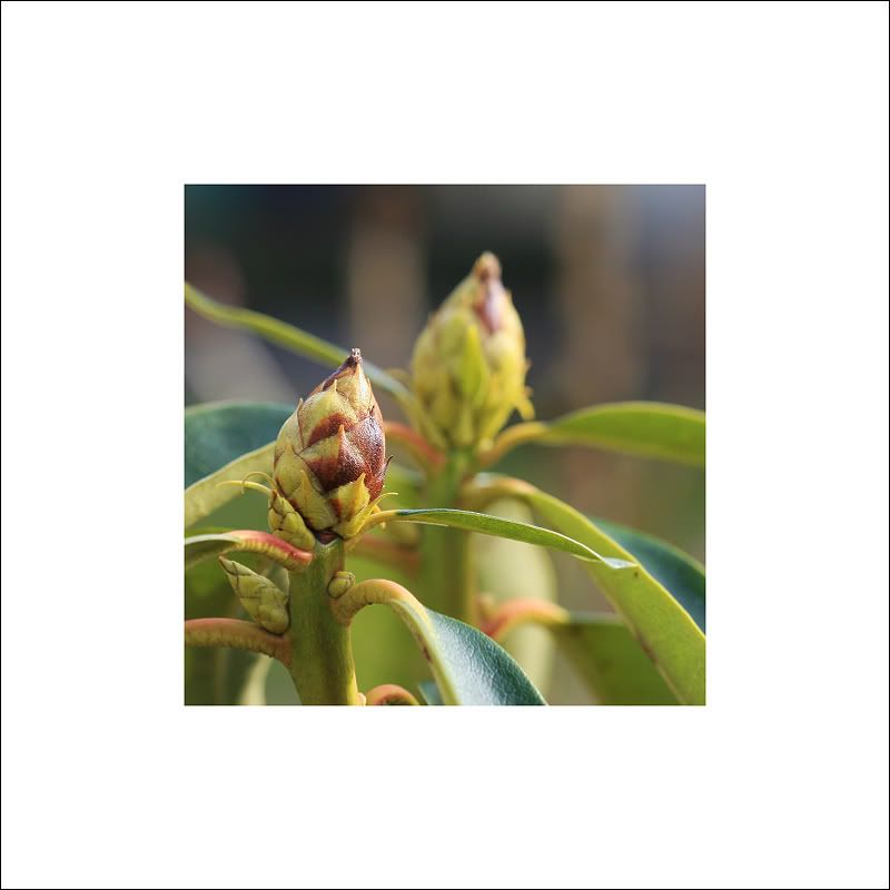 IMAGE: http://i50.photobucket.com/albums/f317/shingo43/macro021409/IMG_0837.jpg