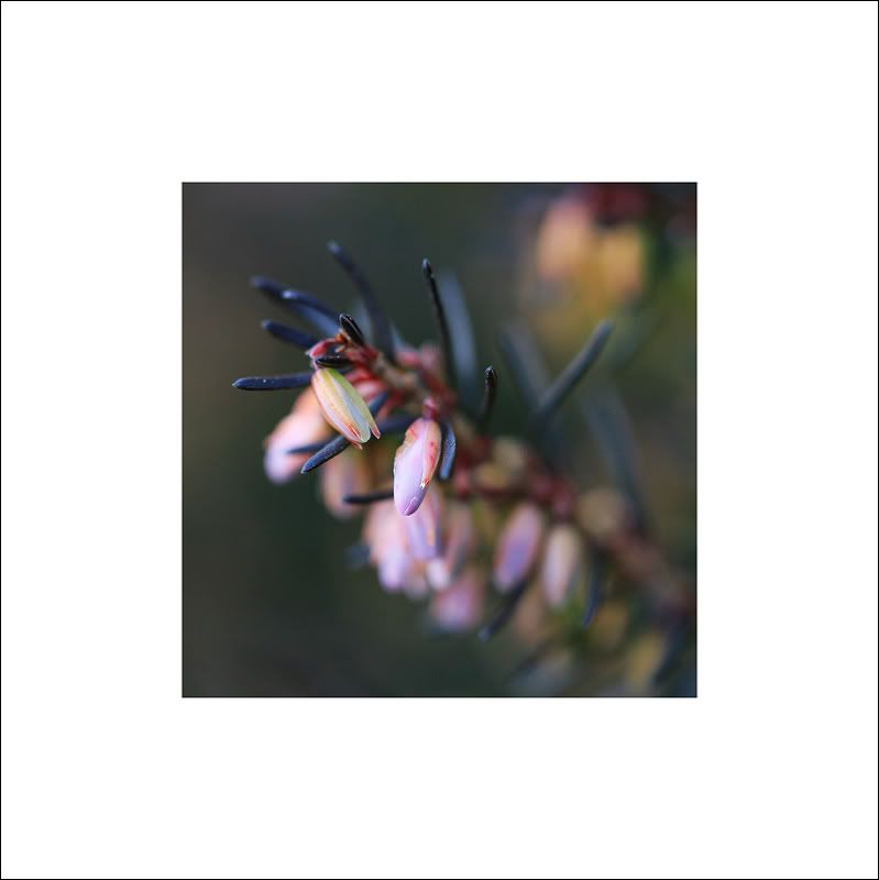 IMAGE: http://i50.photobucket.com/albums/f317/shingo43/macro021409/IMG_0850.jpg