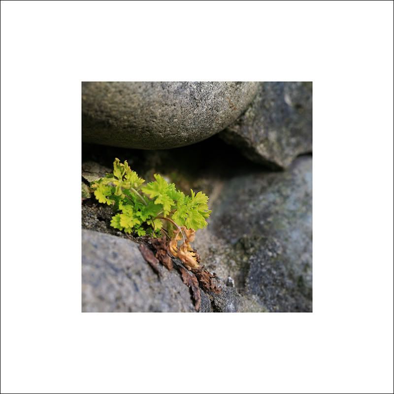 IMAGE: http://i50.photobucket.com/albums/f317/shingo43/macro021409/IMG_0853.jpg