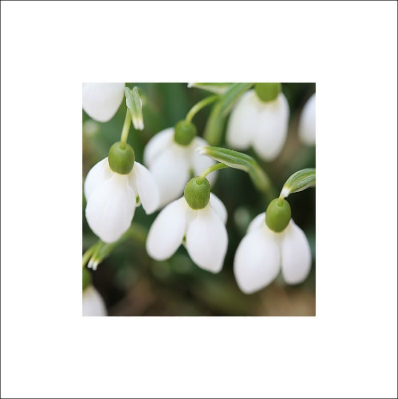 IMAGE: http://i50.photobucket.com/albums/f317/shingo43/macro021409/IMG_0860.jpg