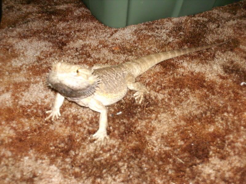re: Post Photos of Your Pets...in Honor of Stoli!